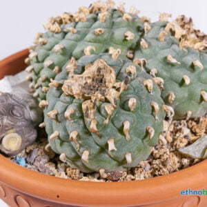 Alternative view of Lophophora fricci - Kaktus