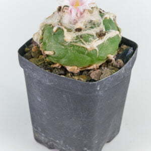 Lophophora koeresii - Kaktus