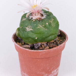 Alternative view of Lophophora koeresii - Kaktus
