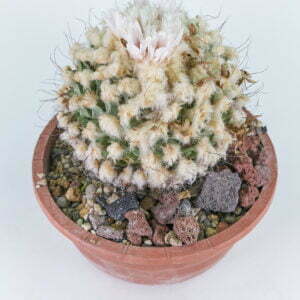 Obregonia denegrii 02