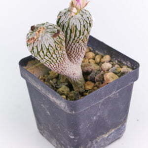 Pelecyphora stromboliformis - Kaktus