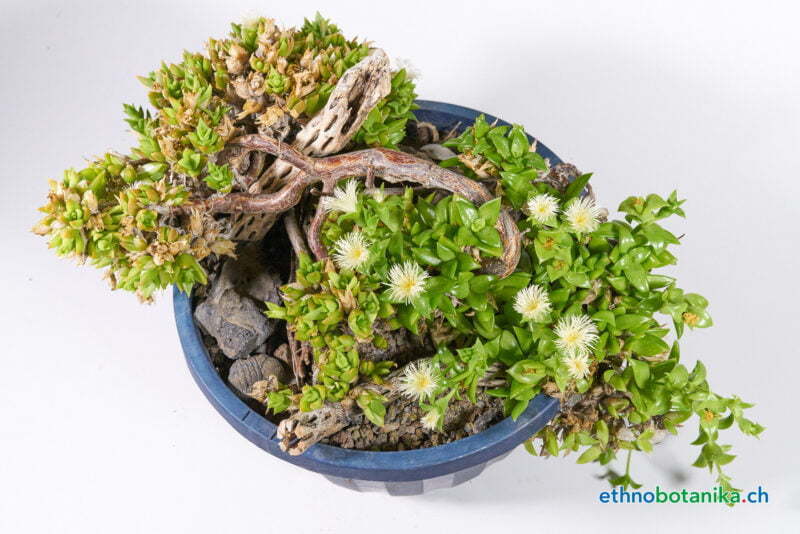 Sceletium tortuosum 01