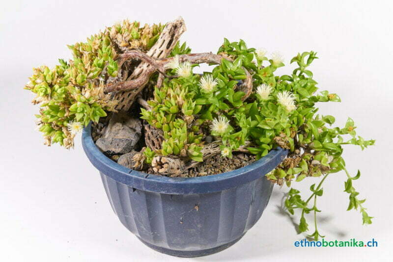 Sceletium tortuosum 03