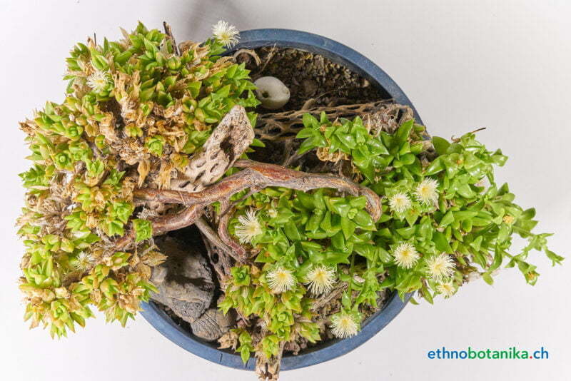 Sceletium tortuosum 04