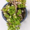 Kanna - Sceletium Tortuosum - Pflanze