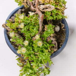 Kanna - Sceletium Tortuosum - Pflanze