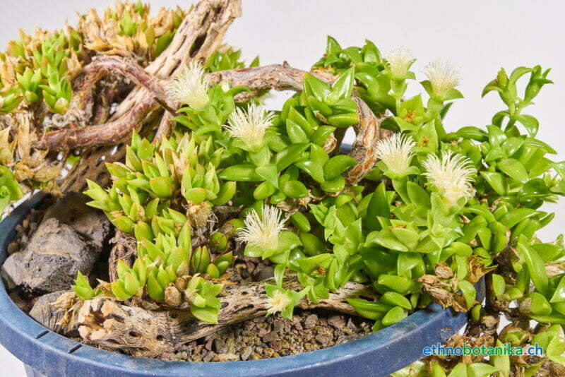 Sceletium tortuosum 06