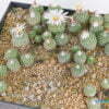Strombocactus disciformis Plazuela SLP - Kaktus