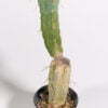 Trichocereus bridgesii Eileen - Kaktus