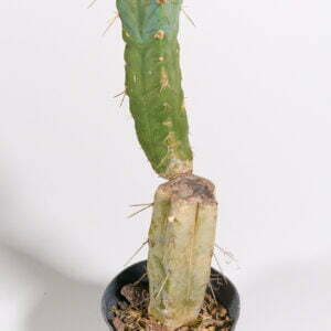 Trichocereus bridgesii Eileen - Kaktus