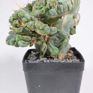 Trichocereus bridgesii cristata - Kaktus