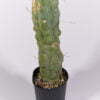 Trichocereus bridgesii melted wax Teneriffa - Kaktus