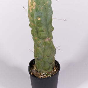 Trichocereus bridgesii melted wax Teneriffa - Kaktus