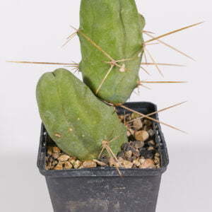 Alternative view of Trichocereus bridgesii var ovalis - Kaktus