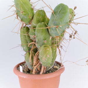 Trichocereus bridgesii - Kaktus