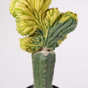 Trichocereus crest. Malta - Kaktus