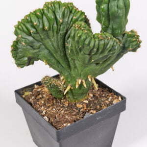 Trichocereus ichoca - Kaktus