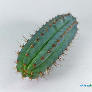 Alternative view of Trichocereus macrogonus peruvianus - Kaktus
