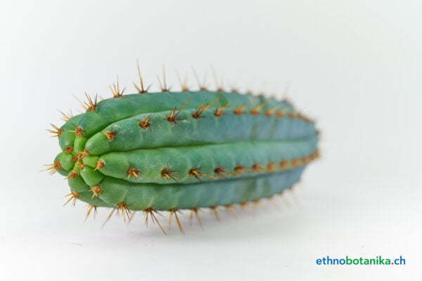 Trichocereus macrogonu peruvianus Blue Torch 01
