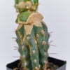 Trichocereus schickendantzii monstuosa - Kaktus