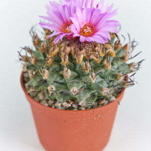 Turbinicarpus alonsoii Xichu SLP - Kaktus
