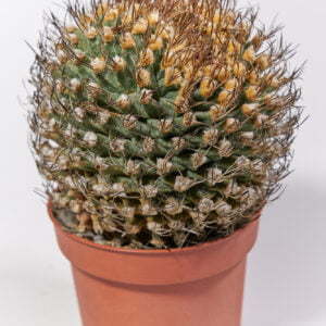 Alternative view of Turbinicarpus alonsoii crest. Xichu SLP - Kaktus