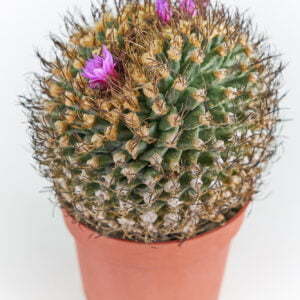 Turbinicarpus alonsoii crest. Xichu SLP - Kaktus