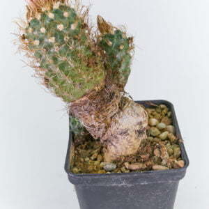 Turbinicarpus kranzianus - Kaktus
