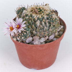 Turbinicarpus panarotoii - Kaktus