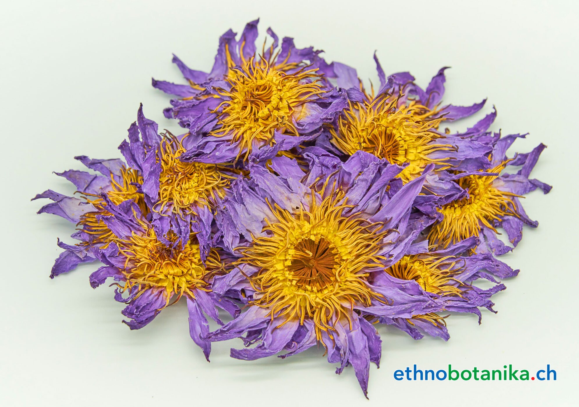 Blauer Lotus Nymphaea caerulea 05