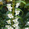 Traubenorchidee - Dendrobium Nobile Orchidaceae - Pflanze